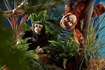 Слика на Шимпанзо (30cm) - Living Nature