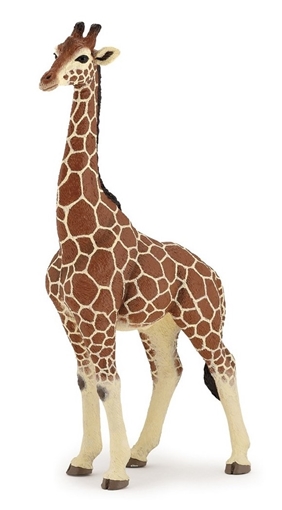 Слика на Жирафа, мажјак