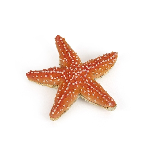 Слика на Морска ѕвезда