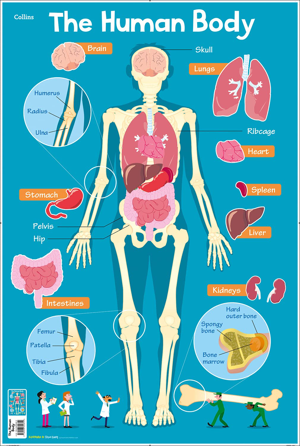 Story box toys and books. Human Body (Collins Children’s Poster)