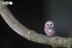 Слика на EUGY Owl, Буф 3D Сложувалка - EUGY