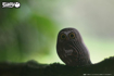 Слика на EUGY Owl, Буф 3D Сложувалка - EUGY
