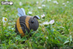 Слика на EUGY Bumblebee, Бумбар 3D Сложувалка - EUGY