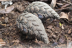 Слика на EUGY Pangolin, Панголин 3D Сложувалка - EUGY