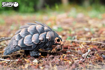 Слика на EUGY Pangolin, Панголин 3D Сложувалка - EUGY