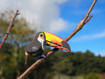 Слика на EUGY Toucan, Тукан 3D Сложувалка - EUGY