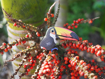 Слика на EUGY Toucan, Тукан 3D Сложувалка - EUGY